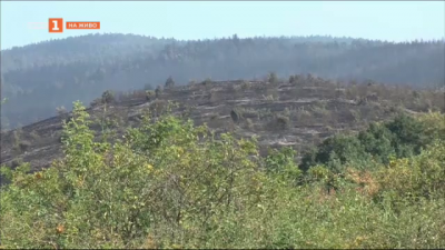 Залесяване на гора след унищожителен пожар