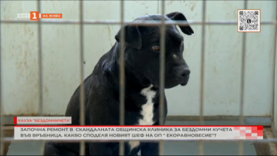 Започна ремонт в скандалната общинска клиника за бездомни кучета във Връбница