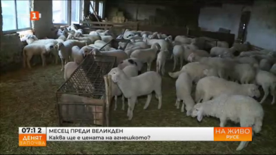 Фермер: Тази година няма интерес към българското агнешко, защото има голям внос