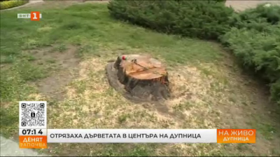 Отрязаха дърветата в центъра на Дупница