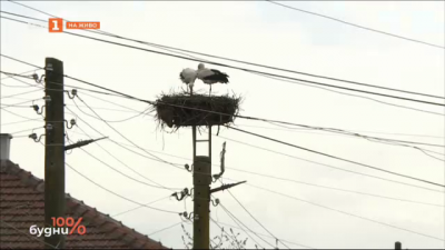 Русенското село Бъзън - рекордьор по щъркелови гнезда