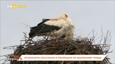 Русенското село Бъзън е рекордьор по щъркелови гнезда