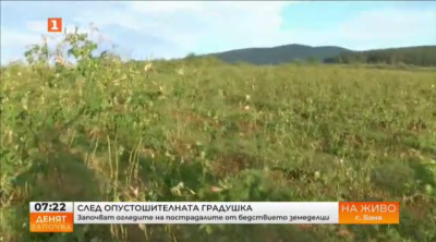 Днес започват огледите на пострадалите от градушката земеделски площи в Сливенска област