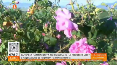 Започна кампанията по събиране на розовия цвят – в Казанлъшко се надяват на силна година 