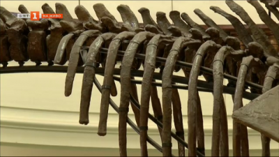Оригинален скелет на динотериум на 6 млн. години в столицата