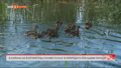 Близо 150 полудиви патици бяха пуснати в различни водоеми край Благоевград