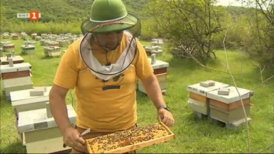 Пчелин с 500 кошера, за който се грижи само един човек