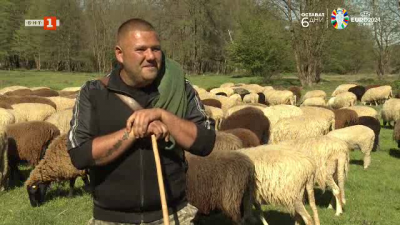 Ферма с копривщенски овце в село Бегунци