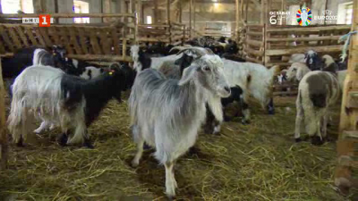 Защо фермер в село Семчиново отглежда калоферски кози  