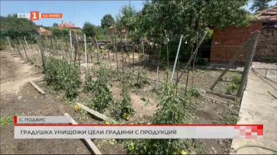 Градушка унищожи земеделските градини в бургаското село Подвис