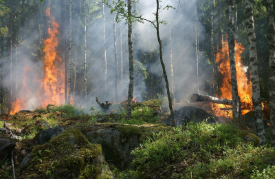 Превенция от пожари в горите в разгара на летния сезон