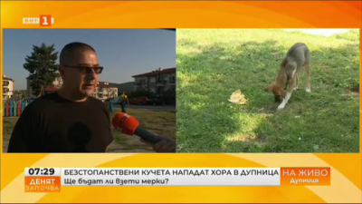 Ще бъдат ли взети мерки срещу безстопанствени кучета в Дупница