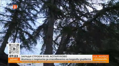 Живеещи в “Аспарухово”  организират подписка за спасяването на кедрови дървета