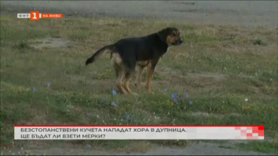 Безстопанствени кучета нападат хора в Дупница. Ще бъдат ли взети мерки?