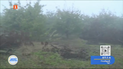 Земеделци в Кюстендилско започнаха да изкореняват черешови дървета. Каква е причината?