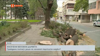 Изсечени вековни дървета. Граждани питат защо се налагат крутите мерки?