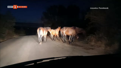 Докога коне ще тичат на пътя между Дупница и Бобов дол?