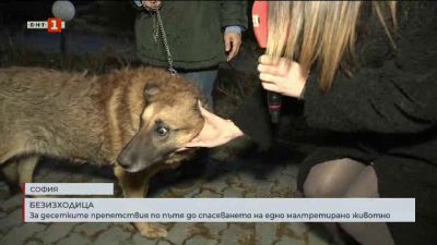 За десетките препятствия по пътя до спасяването на едно малтретирано животно