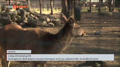 Зоопаркът във Варна приема коледни елхи за лакомство на животните