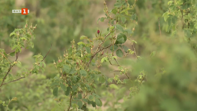 Защо намаляват насажденията с един от символите на България - маслодайната роза? 