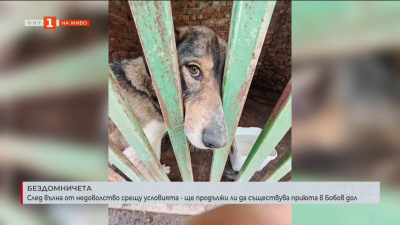 След вълна от недоволство срещу условията – ще продължи ли да съществува приюта в Бобов дол