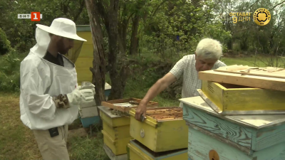 Масов мор при пчелите