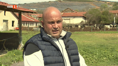 Как се справят в една от последните работещи кравеферми в Кюстендилско