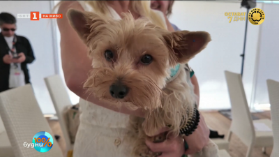 Палма, кърпа и аплодисменти - киното обича кучета