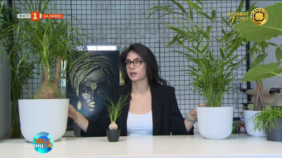 Лесна грижа, жива красота - растения от Линда