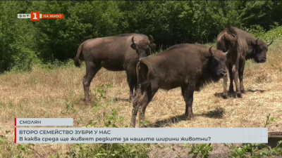 Второ семейство зубри у нас - в каква среда ще живеят редките за нашите ширини животни?