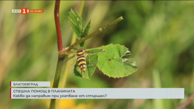Какво да направим при ухапване от стършел?