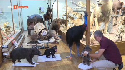 Нови експозиции със защитени животни в Природонаучния музей в Пловдив