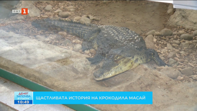 Щастливата история на крокодила Кроко