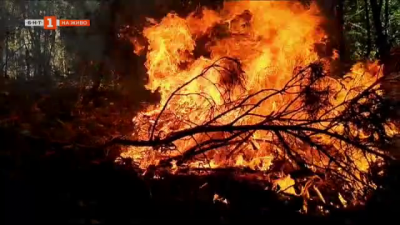 Пожарите и унищожените гори