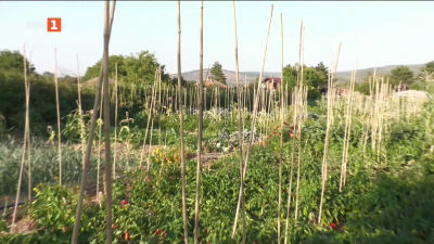 Как творчеството и природата са в хармония в градина, която се развива сама