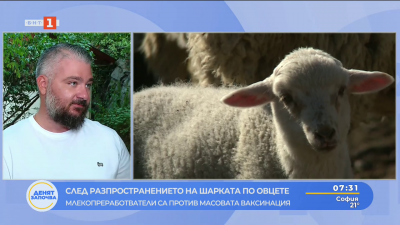 След разпространението на шарката по овцете - млекопреработватели са против масовата ваксинация
