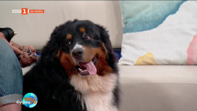 Канистерапия – когато кучето е нашият лекар