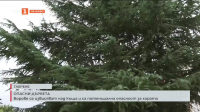 Борове се извисяват над къща и са потенциална опасност за хората
