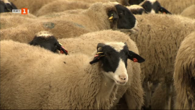 Фермери сигнализират за незаконна ваксинация срещу шарка по овцете