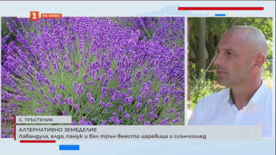 Алтернативно земеделие: Лавандула, елда, памук и бял трън вместо царевица и слънчоглед