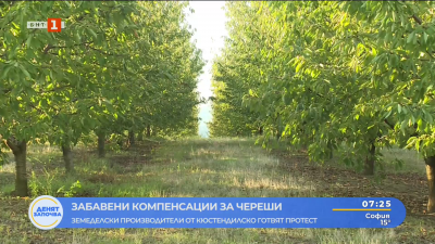 Производителите на череши притеснени от орязване на субсидиите