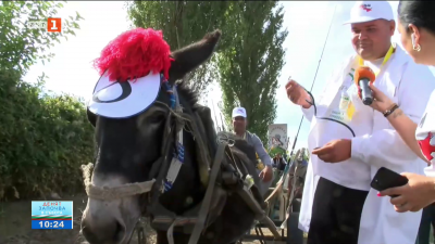 Състезание на магаренца