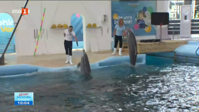 Делфинариумът с безплатни представления за ученици