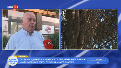 Опасни дървета в Морската градина във Варна - какви мерки са взети от общинските власти? 