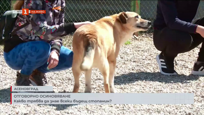 Отговорно осиновяване: Какво трябва да знае всеки бъдещ стопанин?