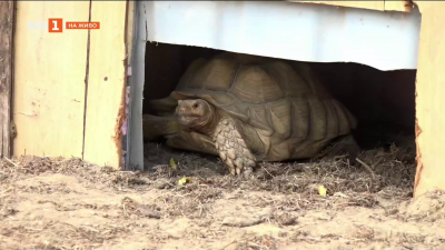 Кражба на 20 бебета костенурки от спасителния център в с. Баня
