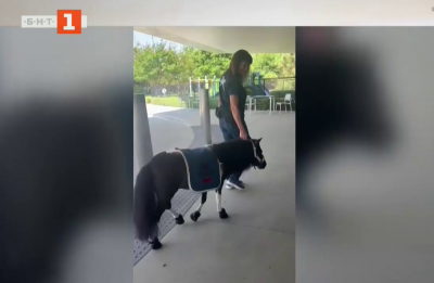 Мини кончета помагат на хората да се справят с емоционалния стрес