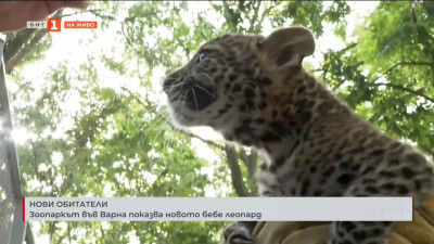 Зоопаркът във Варна показва новото бебе леопард