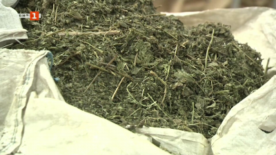 Българските билки – ароматът, който покорява света