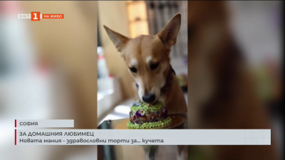 Новата мания: здравословни торти за... кучета